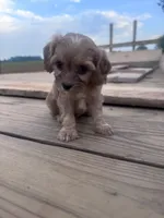 Coco, a female Cavapoo for sale in Hopkinsville, KY – 1 of 5