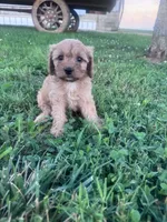 Sadie, a female Cavapoo for sale in Hopkinsville, KY – 7 of 9
