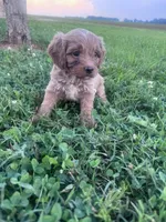 Teddy, a male Cavapoo for sale in Hopkinsville, KY – 6 of 7