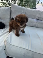 Teddy , a male Yorkipoo for sale in Hopkinsville, KY – 8 of 8