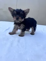 Jack, a male Yorkshire Terrier for sale in Hopkinsville, KY – 2 of 10