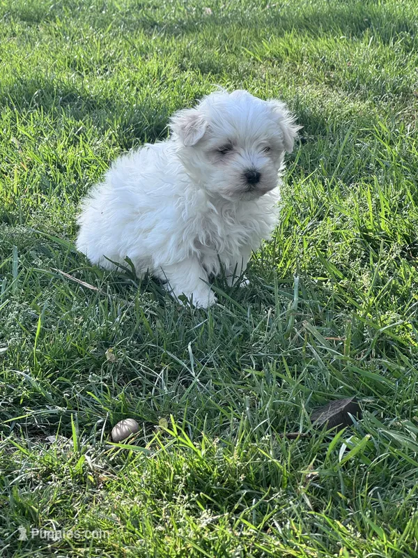 Teddy – Maltese puppy for sale in Hopkinsville, KY