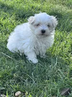 Teddy, a male Maltese for sale in Hopkinsville, KY – Photo 3 of 5