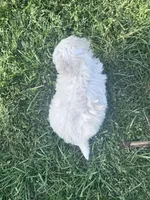 Teddy, a male Maltese for sale in Hopkinsville, KY – Photo 5 of 5