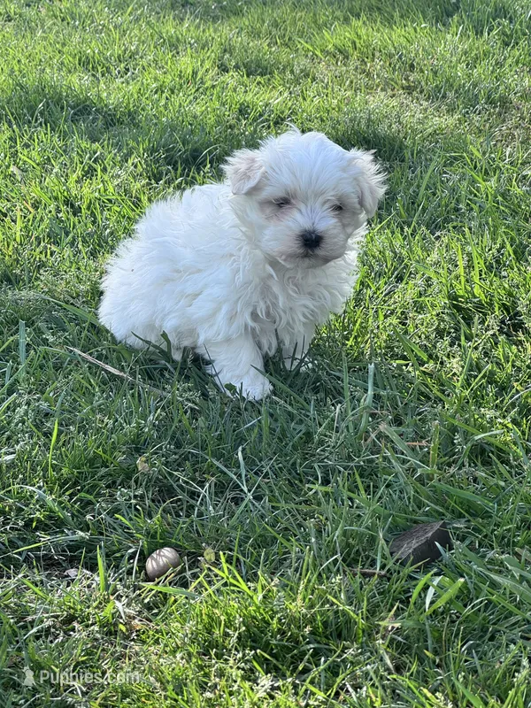 Teddy – Maltese puppy for sale in Hopkinsville, KY