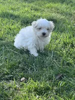 Teddy, a male Maltese for sale in Hopkinsville, KY – Photo 4 of 5