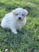 Teddy, a male Maltese for sale in Hopkinsville, KY – Photo 2 of 5