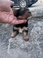 Ziggy, a male Yorkshire Terrier for sale in Hopkinsville, KY – 5 of 5