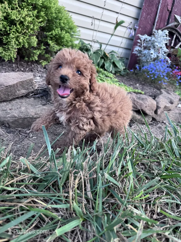 Minnie  – Poodle - Miniature  puppy for sale in Hopkinsville, KY