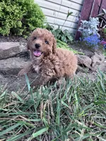 Minnie , a female Poodle - Miniature  for sale in Hopkinsville, KY – 1 of 3