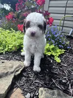 Max, a male Poodle - Miniature  for sale in Hopkinsville, KY – 1 of 7