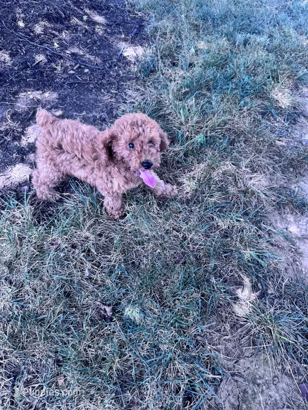 Teddy Bear – Poodle - Miniature  puppy for sale in Hopkinsville, KY