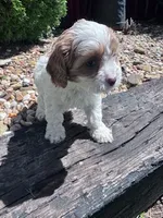 Jasper, a female Cavapoo for sale in Hopkinsville, KY – 3 of 5