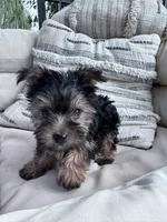 Bear, a male Yorkshire Terrier for sale in Hopkinsville, KY – 5 of 9