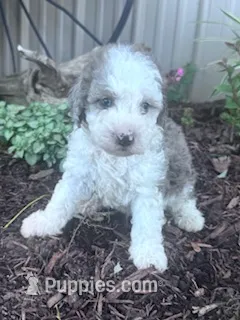 Chewie – Sheepadoodle puppy for sale in Hopkinsville, KY