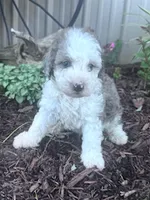 Chewie, a male Sheepadoodle for sale in Hopkinsville, KY – 1 of 4
