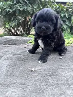 Suzie, a female Havapoo for sale in Hopkinsville, KY – 5 of 7