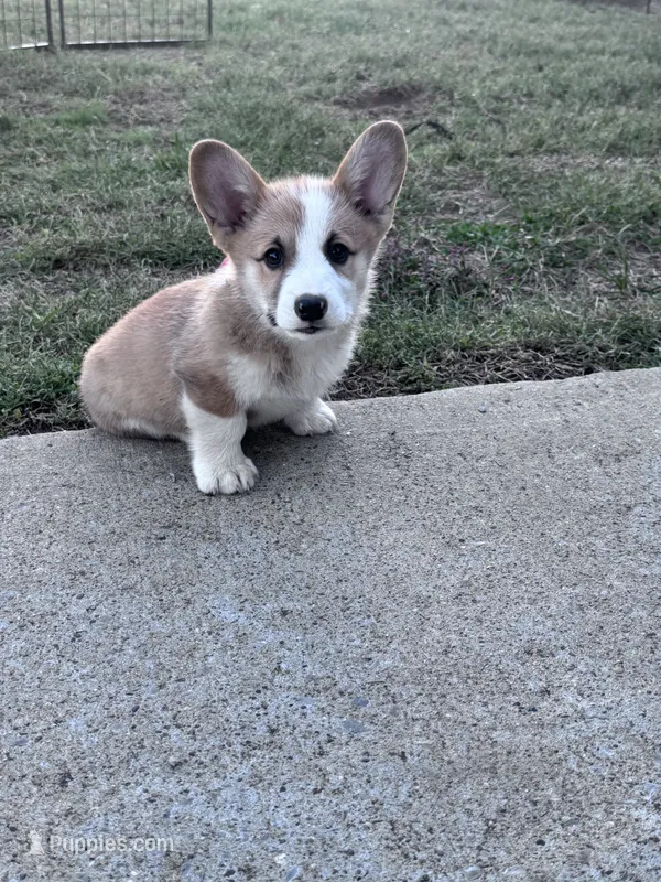 Tator Tot – Pembroke Welsh Corgi puppy for sale in Hopkinsville, KY