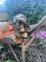 Patches, a female Chipoo for sale in Hopkinsville, KY – 3 of 5