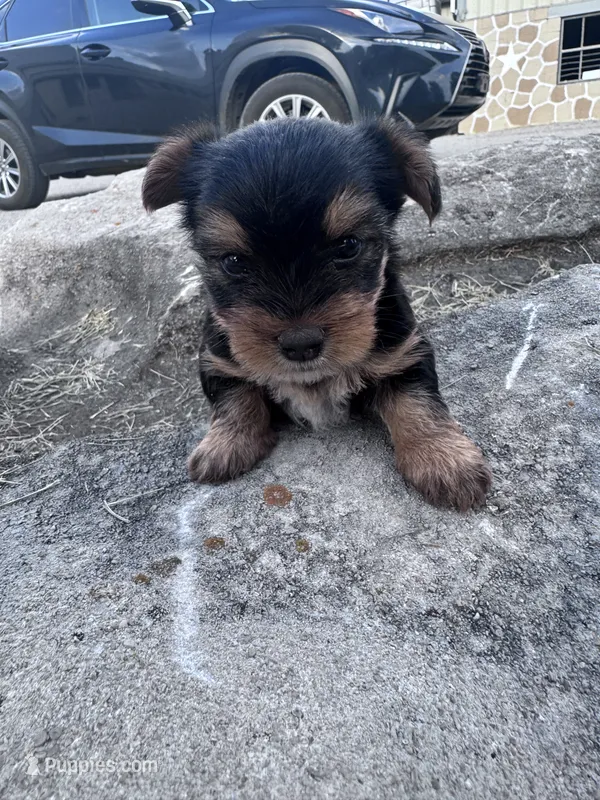 Ziggy – Yorkshire Terrier puppy for sale in Hopkinsville, KY