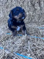 Yogi, a male Yorkshire Terrier for sale in Hopkinsville, KY – 7 of 7