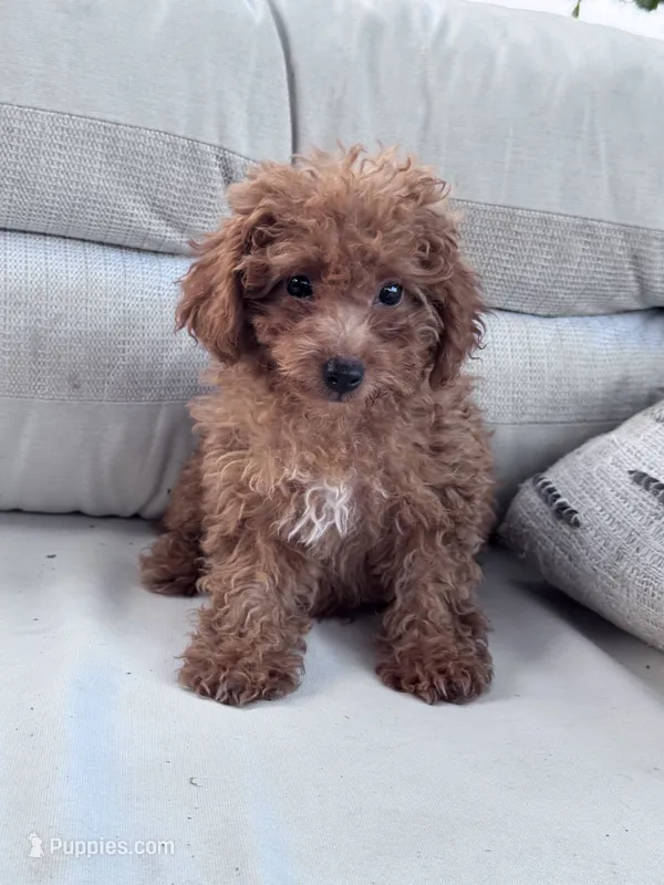 Minnie – Poodle - Miniature  puppy for sale in Hopkinsville, KY