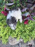 Precious, a female Yorkipoo for sale in Hopkinsville, KY – 3 of 5