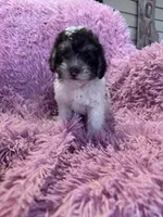 Fancy, a female Yorkipoo for sale in Hopkinsville, KY – Photo 3 of 4