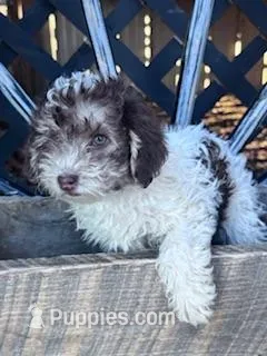 Fancy – Yorkipoo puppy for sale in Hopkinsville, KY