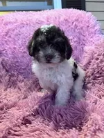 Fancy, a female Yorkipoo for sale in Hopkinsville, KY – Photo 1 of 4