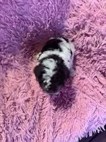 Fancy, a female Yorkipoo for sale in Hopkinsville, KY – Photo 4 of 4