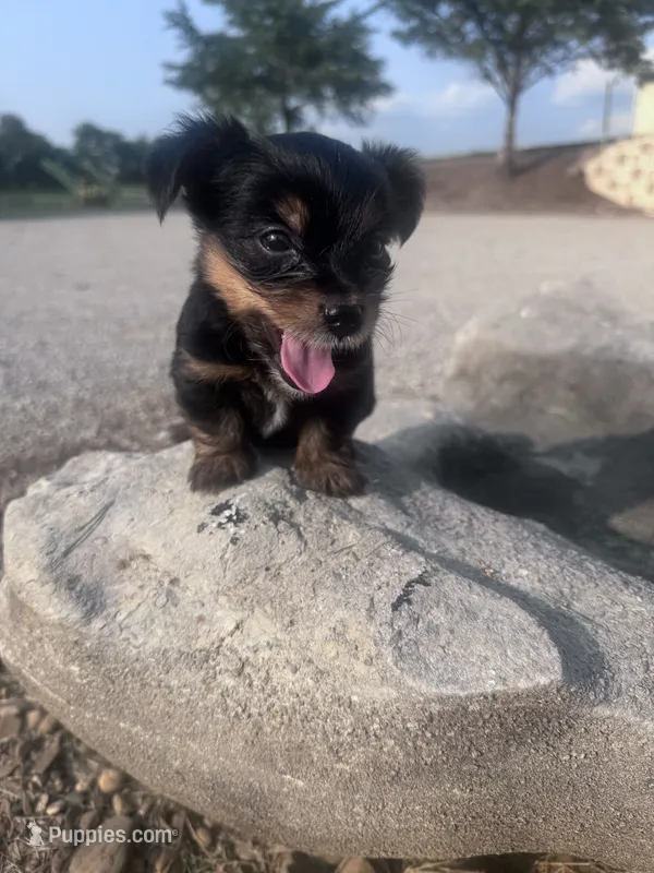Yogi – Yorkshire Terrier puppy for sale in Hopkinsville, KY