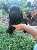 Shadow, a male Chipoo for sale in Hopkinsville, KY – 4 of 5