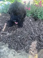 Pepper, a male Poodle - Miniature  for sale in Hopkinsville, KY – 3 of 7