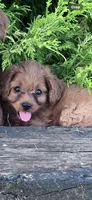 Hannah, a female Cavapoo for sale in Hopkinsville, KY – 4 of 4