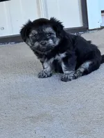 Milo, a male Havanese for sale in Hopkinsville, KY – 3 of 4