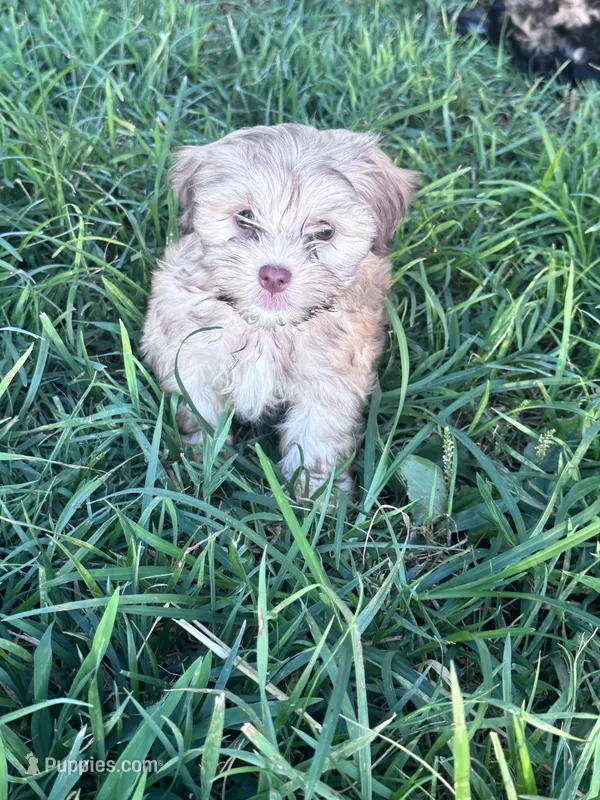 Teddy – Havanese puppy for sale in Hopkinsville, KY
