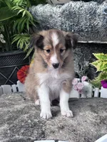 Clyde , a male Shetland Sheepdog for sale in Hopkinsville, KY – 6 of 7