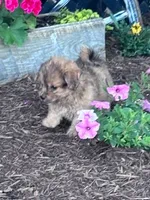 Cookie, a male Shihpoo for sale in Hopkinsville, KY – 3 of 5