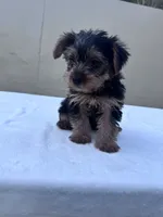 Cooper, a male Yorkshire Terrier for sale in Hopkinsville, KY – 4 of 8