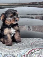 Lulu, a female Yorkshire Terrier for sale in Hopkinsville, KY – 4 of 4