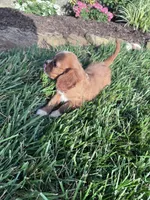 Copper, a male Cavalier King Charles Spaniel for sale in Hopkinsville, KY – 2 of 7