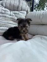 Bear, a male Yorkshire Terrier for sale in Hopkinsville, KY – 9 of 9