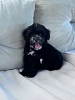 Oreo, a male Yorkipoo for sale in Hopkinsville, KY – 2 of 4