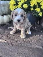 Rose, a female Maltipoo for sale in Hopkinsville, KY – 4 of 4
