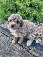 Pearl, a female Poodle - Miniature  for sale in Hopkinsville, KY – 5 of 5
