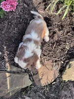 Charlie, a male Cavalier King Charles Spaniel for sale in Hopkinsville, KY – 2 of 5