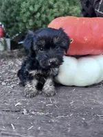 Freddy, a male Yorkipoo for sale in Hopkinsville, KY – 3 of 4