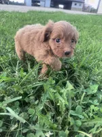Ruby, a female Cavapoo for sale in Hopkinsville, KY – 4 of 6