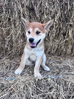 Ozzie, a male Shiba Inu for sale in Hopkinsville, KY – 2 of 5